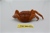 藏品(白紋方蟹)的圖片
